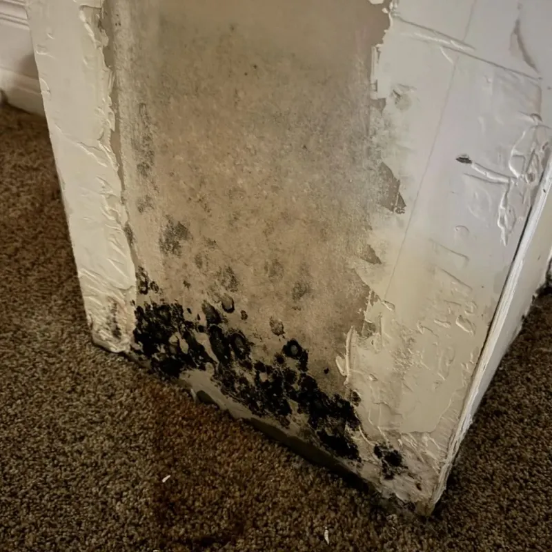 Professional Mold Removal in Woodlake, VA